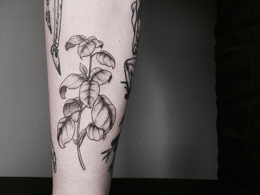 tat-P-1 3